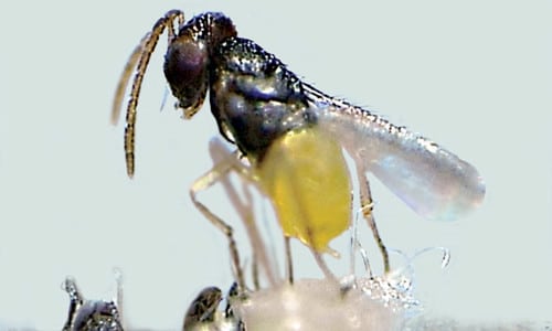 Biologische Beratung - Weiße Fliege Schlupfwespe (Encarsia-formosa)