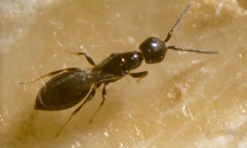 Biologische Beratung - Getreideplattkäfer Ameisenwespchen