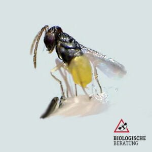 Weiße Fliege Schlupfwespen Encarsia-formosa bei der Biologischen Beratung