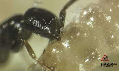 Getreideplattkäfer bekämpfen mit der Ameisenwespe