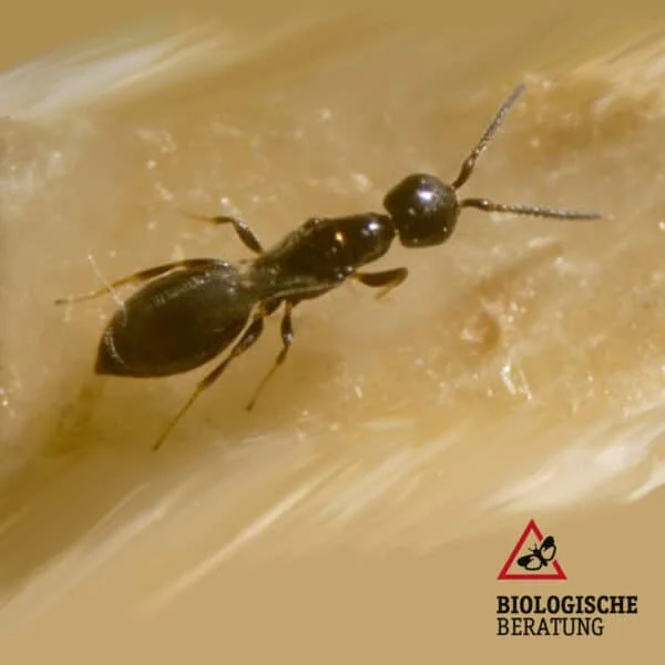 Ameisenwespe Cephalonomia tarsalis gegen Getreideplattkäfer bei der Biologischen Beratung kaufen