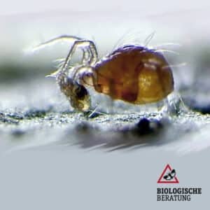 Raubmilben "Phytoseiulus persimilis" gegen Spinnmilben bei der Biologischen Beratung kaufen