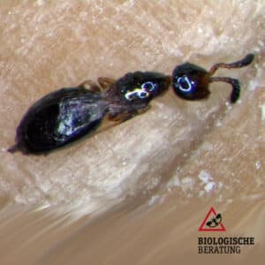 Lario +T Erzwespen-Mix aus Lariophagus distinguendus, Anisopteromalus calandrae und Theocolax elegans gegen Käferbefall in Getreide Schüttgut und anderen Vorräten