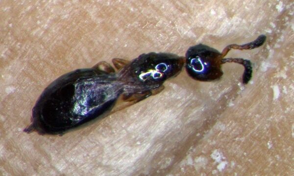 Lario +T Erzwespen-Mix aus Lariophagus distinguendus, Anisopteromalus calandrae und Theocolax elegans gegen Käferbefall in Getreide Schüttgut und anderen Vorräten