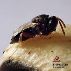 Schlupfwespen-Mix mit Bohnenkäfer-Erzwespe Dinarmus basalis gegen Bohnenkäfer in Leguminosen