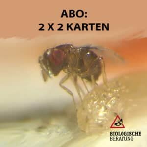 Pflaumenwickler bekämpfen mit dem Schlupfwespen Abo der Biologischen Beratung