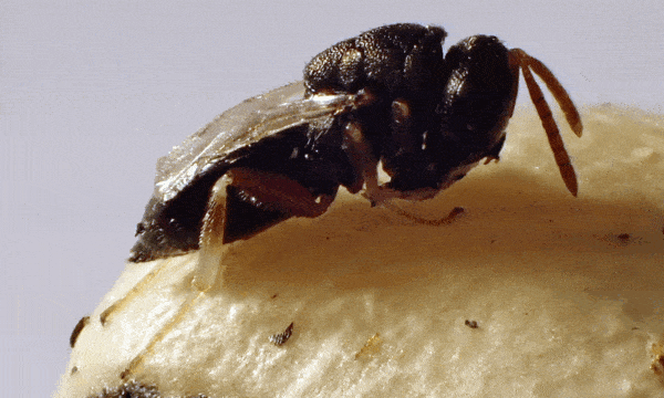 Bohnenkäfer-Erzwespe Dinarmus basalis gegen Bohnenkäfer in Leguminosen