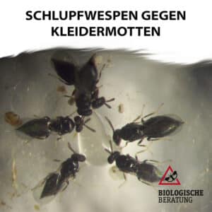 Schlupfwespen gegen Kleidermotten bei der Biologischen Beratung kaufen