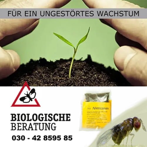 Biologischer Pflanzenschutz gegen Schädlinge ohne Chemie | Biologische Beratung