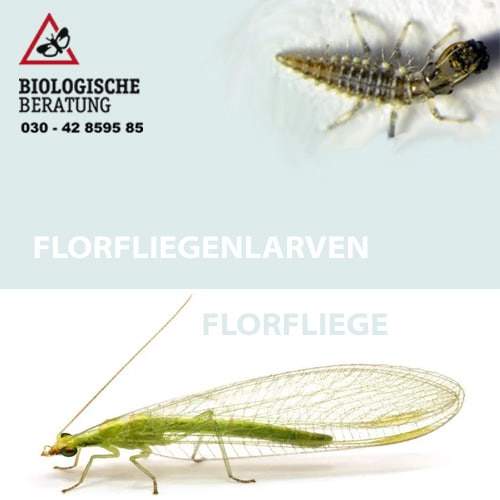 Florfliege und Florfliegenlarve von Biologische Beratung GmbH