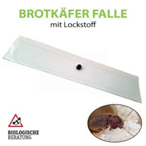 Brotkäfer Falle mit Lockstoff als Köder auf der Klebefalle