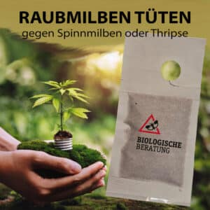 Raubmilben Tüten gegen Spinnmilben oder Thripse zum Aufhängen oder Ausstreuen von der Biologischen Beratung