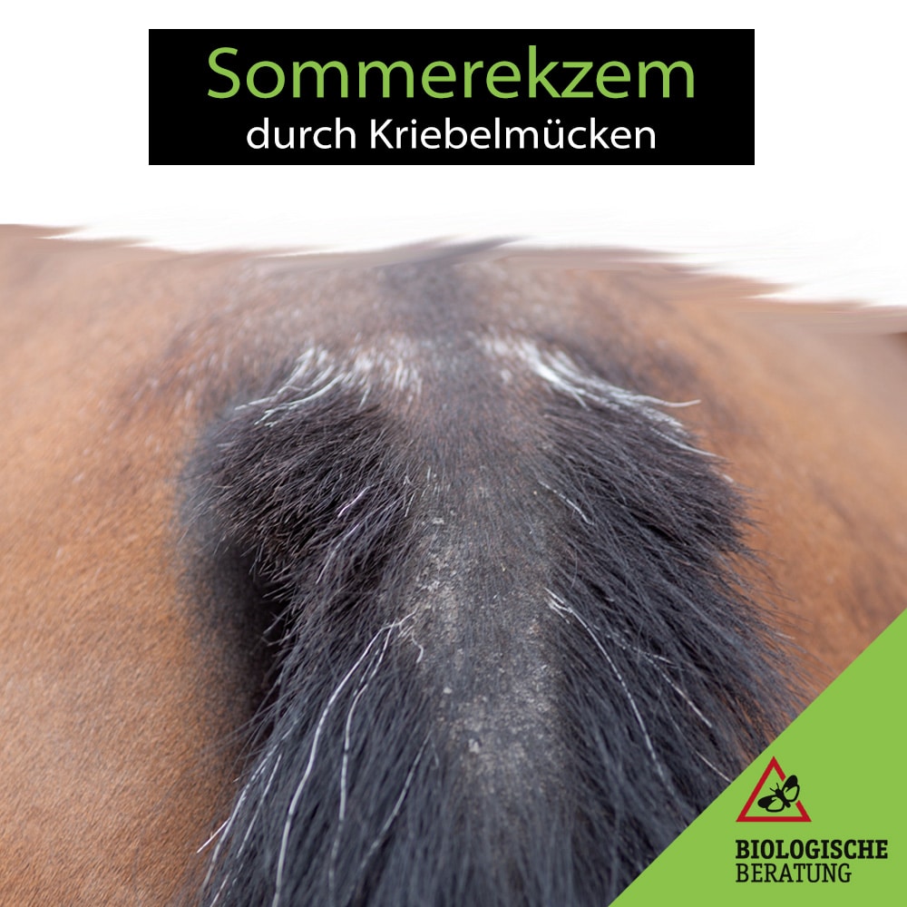 Sommerekzem beim Pferd durch Kriebelmücken