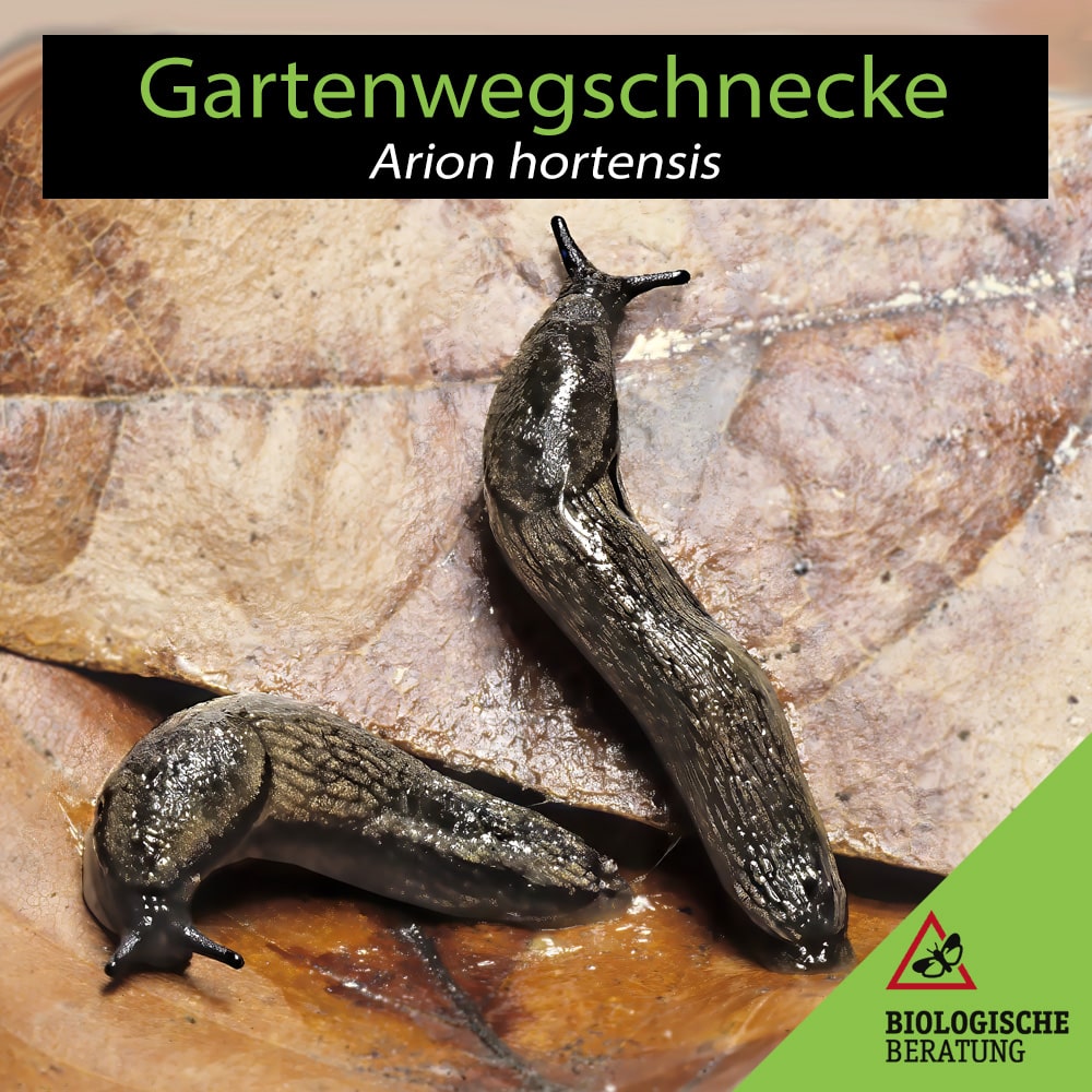 Die Gartenwegschnecke Arion hortensis ist eine schädliche Schnecke im Garten