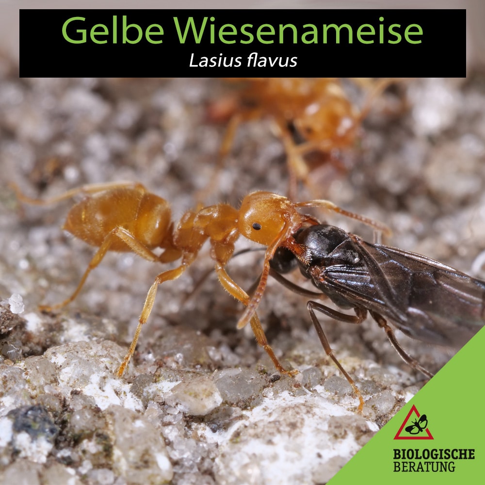 Gelbe Wiesenameise (Lasius flavus) erkennen und bekämpfen