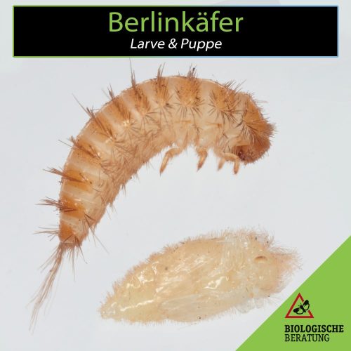 Berlinkäfer Larve und Puppe