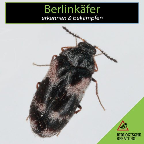 Berlinkäfer Trogoderma angustum erkennen und bekämpfen