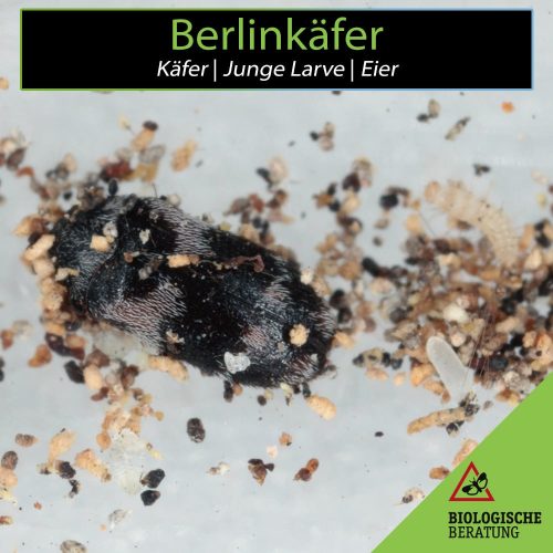 Erwachsener Berlinkäfer mit einer jungen Larve und seinen Eiern