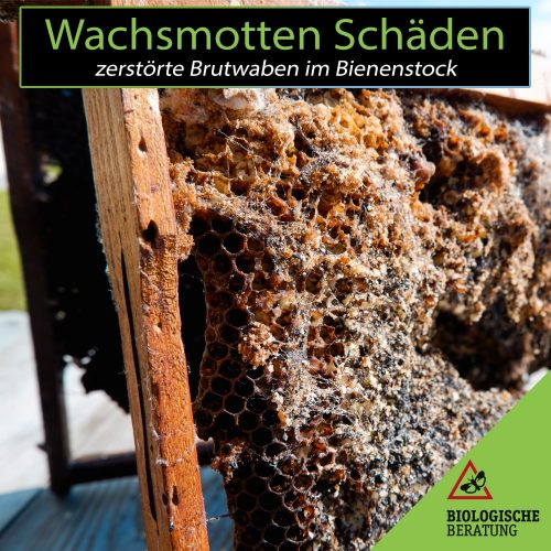 Durch Wachsmotten zerstörte Brutwaben im Bienenstock | Biologische Beratung Durch Wachsmotten zerstörte Brutwaben im Bienenstock