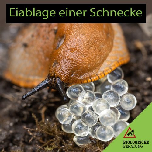 Eiablage einer Schnecke | Biologische Beratung Eiablage einer Schnecke