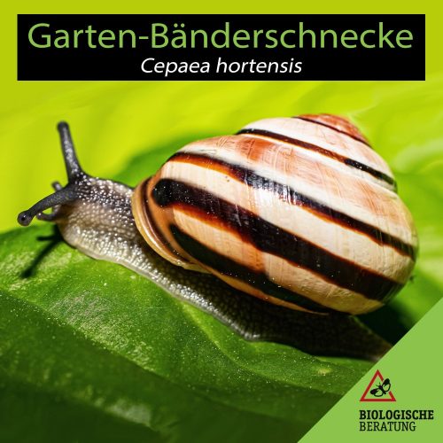 Garten Bänderschnecke Cepaea hortensis | Nützliche Schnecke im Garten | Biologische Beratung Die Garten Bänderschnecke Cepaea hortensis ist eine nützliche Schnecke im Garten