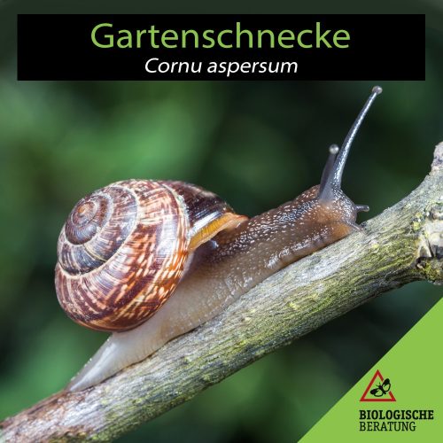 Gartenschnecke Cornu aspersum | Nützliche Schnecken im Garten | Biologische Beratung Die Gartenschnecke Cornu aspersum gehört zu den nützlichen Schnecken im Garten