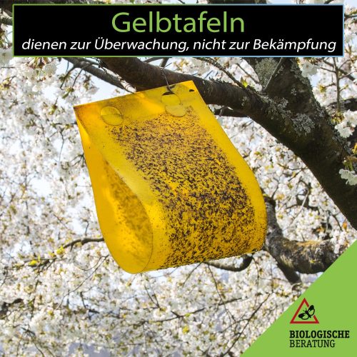 Insektenfallen wie Gelbtafeln dienen zur Überwachung von Kirschfruchtfliegen