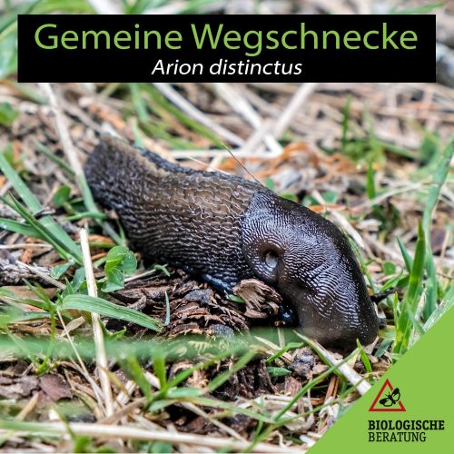 Gemeine Wegschnecke Arion distinctus | Schädliche Schnecke im Garten | Biologische Beratung Die Gemeine Wegschnecke Arion distinctus gehört zu den schädlichen Schnecken im Garten