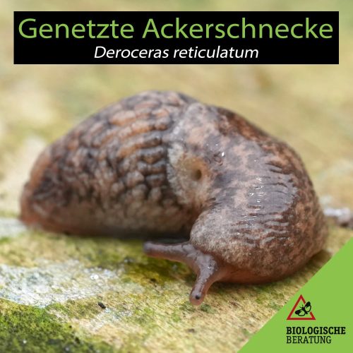 Genetzte Ackerschnecke Deroceras reticulatum | Nacktschnecken bekämpfen | Biologische Beratung Nacktschnecken wie die Genetzte Ackerschnecke Deroceras reticulatum gefährden die Ernte