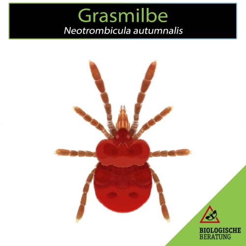 Adulte Grasmilbe | Neotrombicula autumnalis | Biologische Beratung Adultes Exemplar einer Grasmilbe Neotrombicula autumnalis