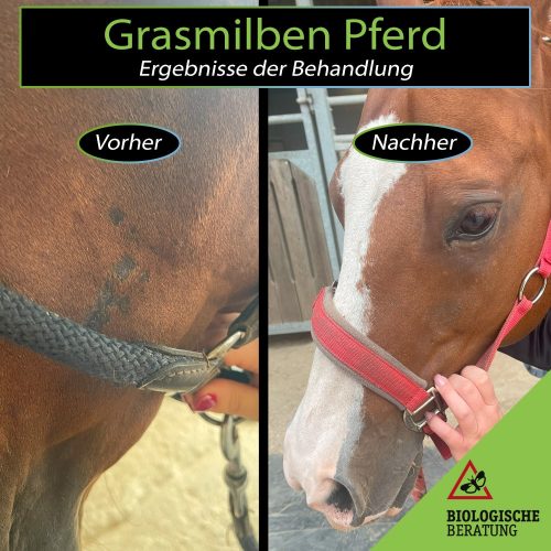 Grasmilben Pferd | Ergebnisse der Behandlung | Biologische Beratung Bekämpfung von Grasmilben beim Pferd, Vergleich vor und nach der Behandlung