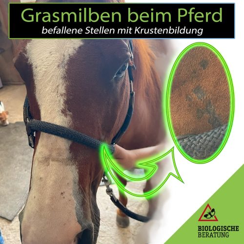 Grasmilben bei Pferden | Biologische Beratung Grasmilben verursachen bei Pferden an den befallenen Stellen eine Krustenbildung