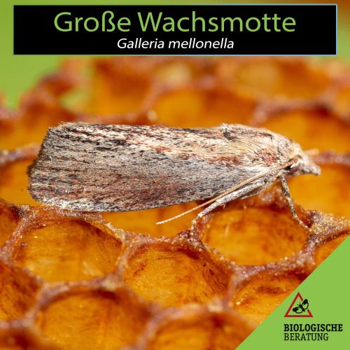 Große Wachsmotte | Galleria mellonella | Biologische Beratung Große Wachsmotte Galleria mellonella