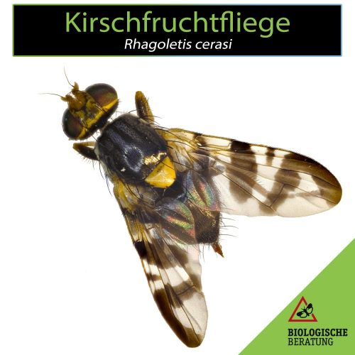 Kirschfruchtfliege Rhagoletis cerasi mit markanten Erkennungsmerkmalen