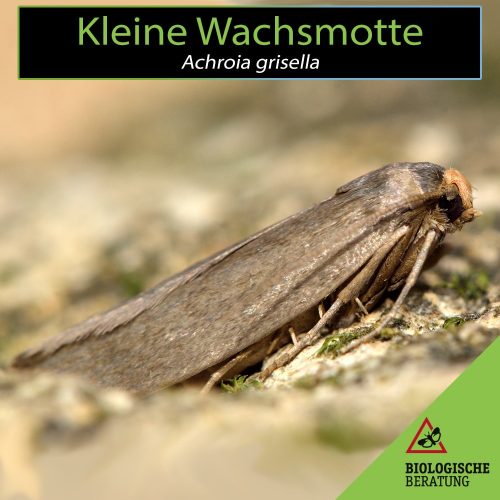 Kleine Wachsmotte | Achroia grisella | Biologische Beratung Kleine Wachsmotte Achroia grisella