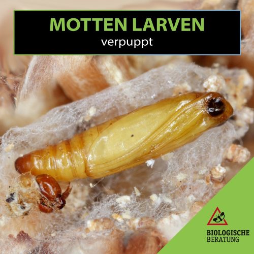 Motten Larven verpuppt in ihrem Kokon