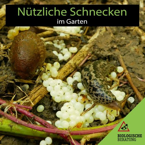 Tigerschnegel fressen andere Nacktschnecken und ihre Eier | Biologische Beratung Tigerschnegel fressen andere Nacktschnecken und ihre Eier