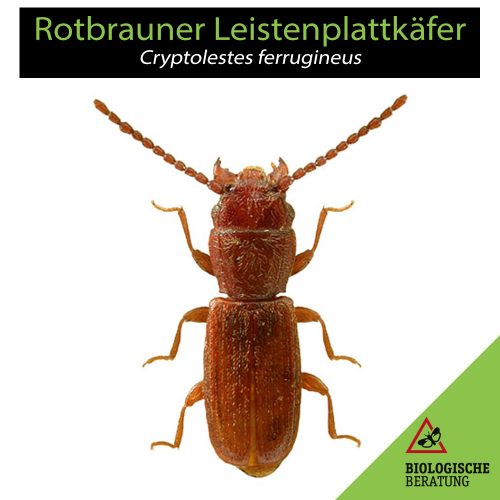 Rotbrauner Leistenkopfplattkäfer | Cryptolestes ferrugineus | Biologische Beratung Rotbrauner Leistenkopfplattkäfer Cryptolestes ferrugineus