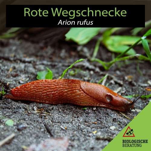 Rote Wegschnecke Arion rufus | Schnecke erkennen und bekämpfen | Biologische Beratung Rote Wegschnecke Arion rufus