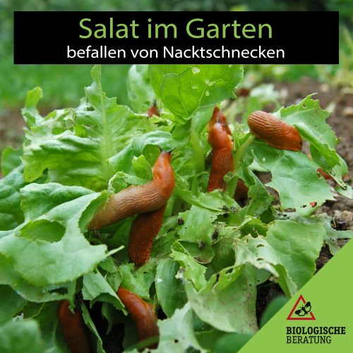Salat vor Schnecken schützen | Befall durch Nacktschnecken | Biologische Beratung Salat vor Schnecken schützen - Befall durch Nacktschnecken