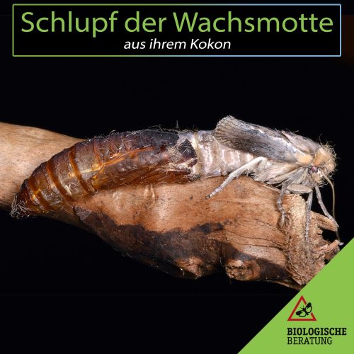 Schlupf einer Wachsmotte aus ihrem Kokon | Biologische Beratung Schlupf einer Wachsmotte aus ihrem Kokon