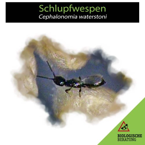 Schlupfwespen der Art Cephalonomia waterstoni | Biologische Beratung Schlupfwespen der Art Cephalonomia waterstoni