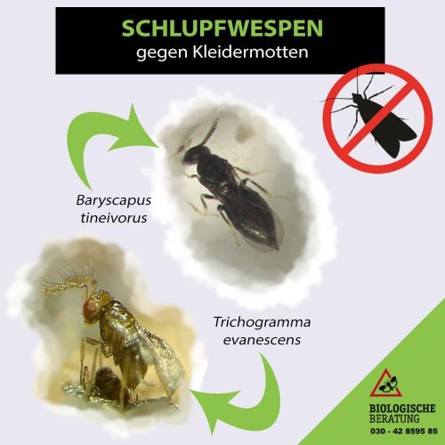 Schlupfwespen gegen Kleidermotten bei der Biologischen Beratung kaufen