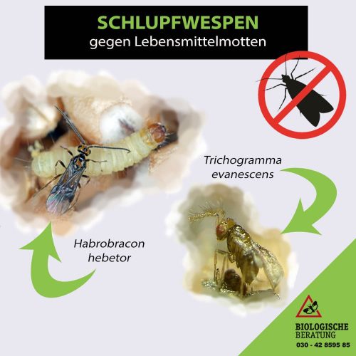 Schlupfwespen gegen Lebensmittelmotten bei der Biologischen Beratung kaufen