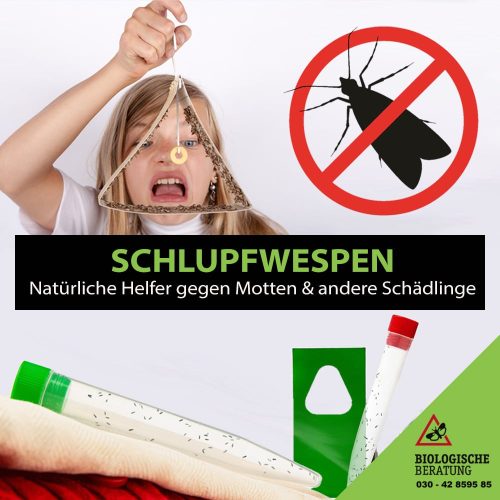 Schlupfwespen als natürliche Helfer gegen Motten und andere Schädlinge