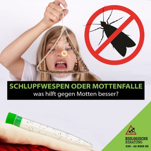 Was hilft gegen Motten besser - Schlupfwespen oder Mottenfalle?