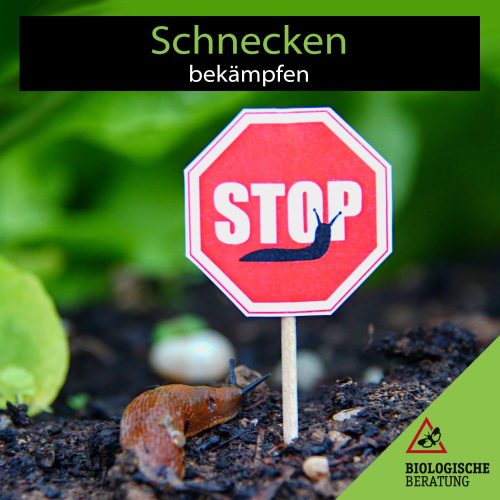 Schnecken erkennen und bekämpfen | Biologische Beratung Schnecken erkennen und bekämpfen