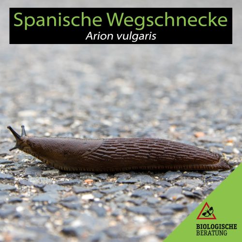 Spanische Wegschnecke Arion vulgaris | Nacktschnecke | Biologische Beratung Die Spanische Wegschnecke Arion vulgaris ist eine Nacktschnecke