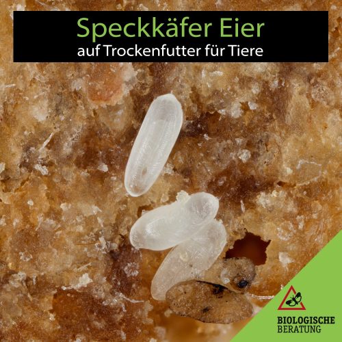 Weißliche Speckkäfer Eier auf Trockenfutter für Tiere