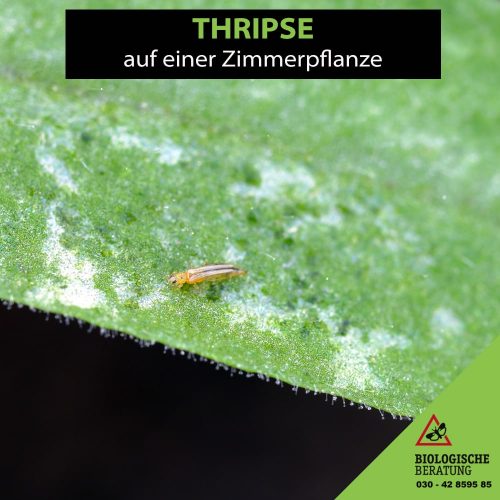 Thripse gehören zu den häufigsten Zimmerpflanzen Schädlingen